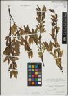 Foto von Salix mielichhoferi Saut.